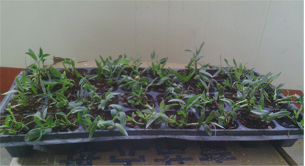 c(din)鿴Ԕ(x)Ϣ(bio)}Herba Dendrodii Plug Seedlings xΔ(sh)2346